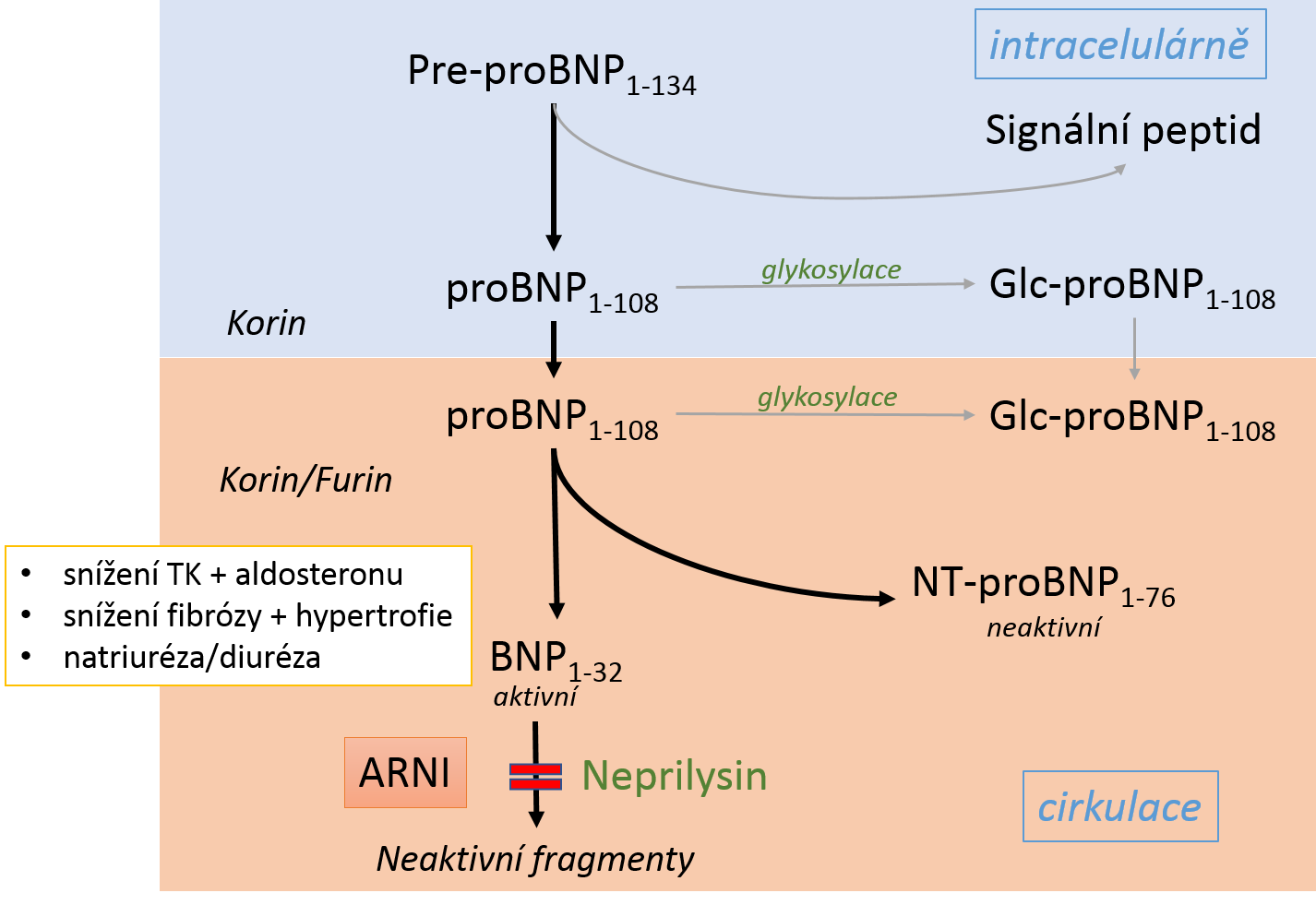 Metabolismus BNP a NT-proBNP