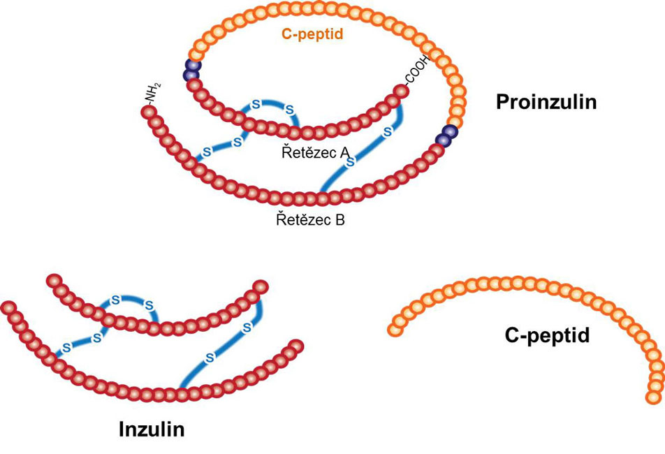 Vznik inzulinu a C-peptidu z proinzulinu 