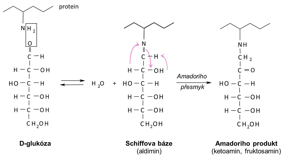 Schéma glykace proteinu (vysvětlení v textu)