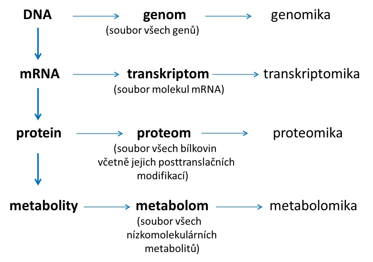 Vysvětlení pojmů genomika, transkriptomika, proteomika, metabolomika.